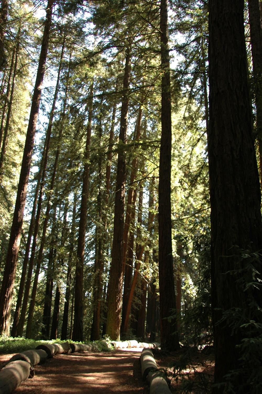 Photo from Joaquin Miller Park