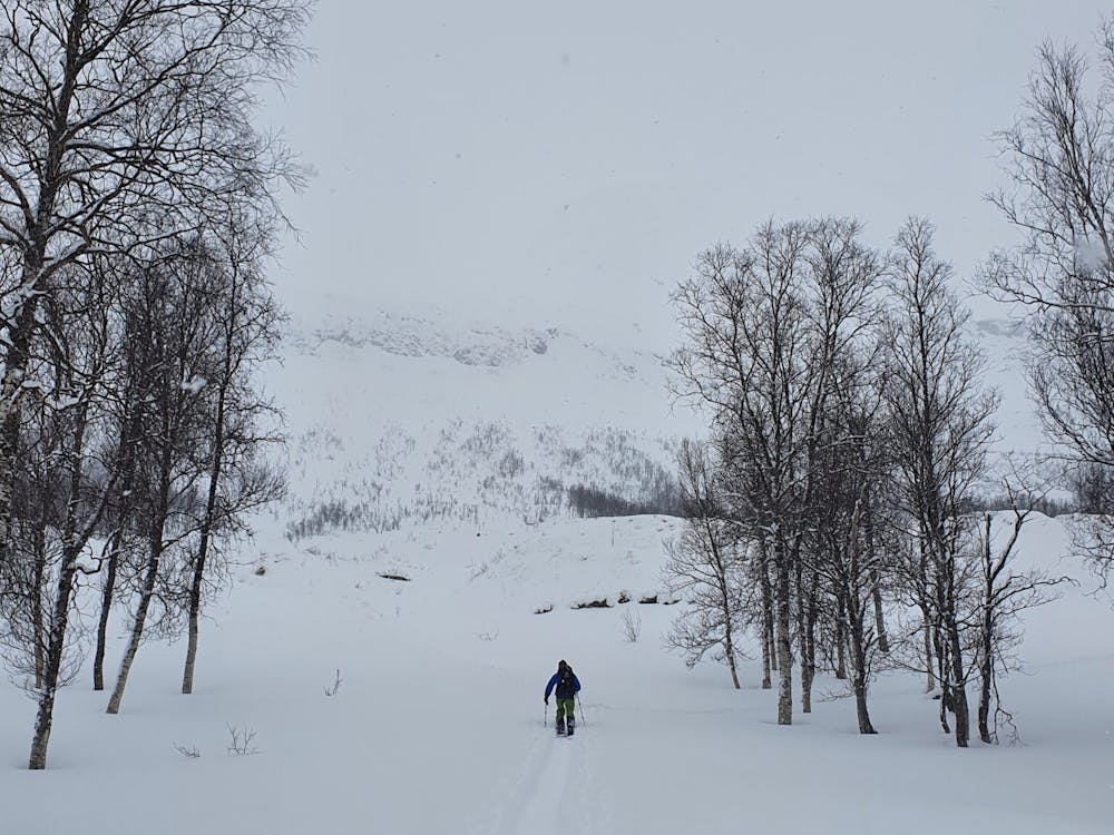Looking at some of the best tree skiing in Northern Norway