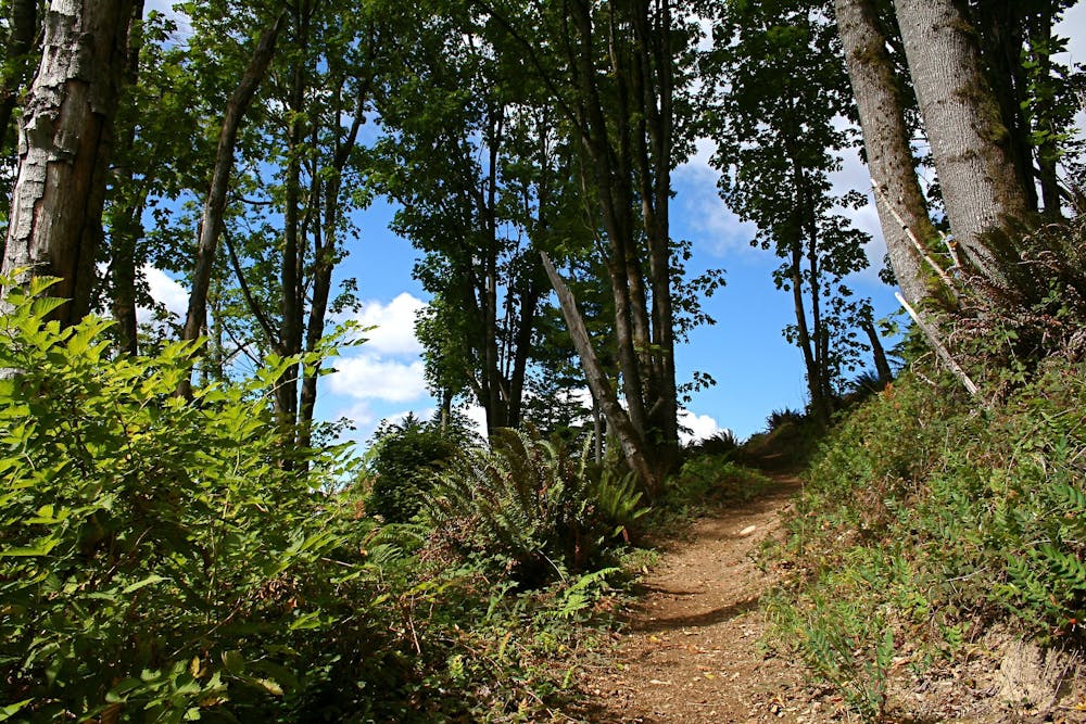 Taylor Mountain trail