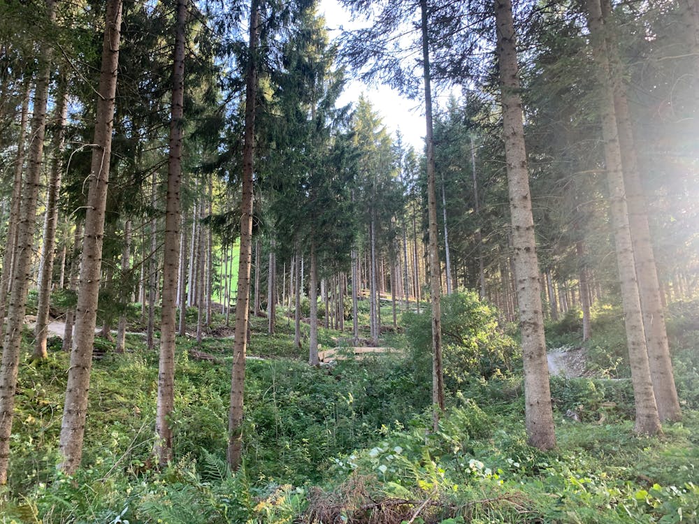 Photo from Zirleseckline - Mühlwald Trails