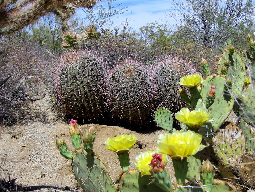 Diverse cacti in Saguaro National Park