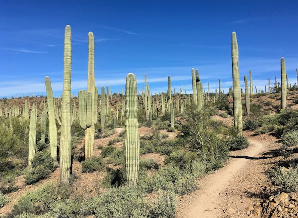 10 Best Tucson Trail Runs to Experience the Sonoran Desert
