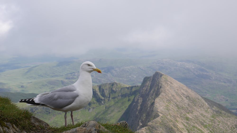 Snowdon Summit Bird's Eye View