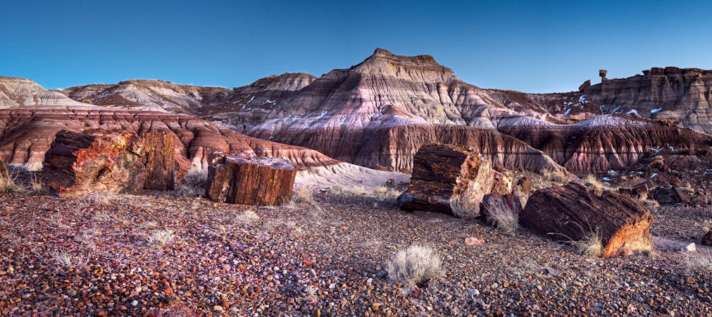 Discover Ancient Trees in Petrified Forest National Park