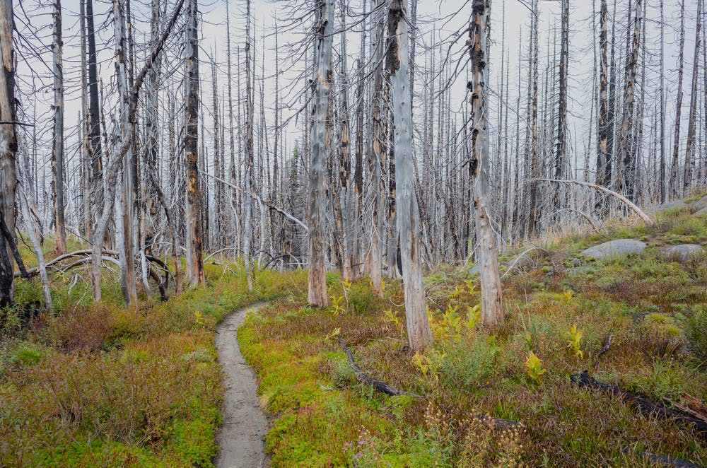 Trail through burned forest near Mount Adams