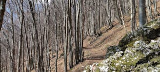Sentiero delle mole - Malga Campogrosso - Sentiero naturalistico Alberto Gresele