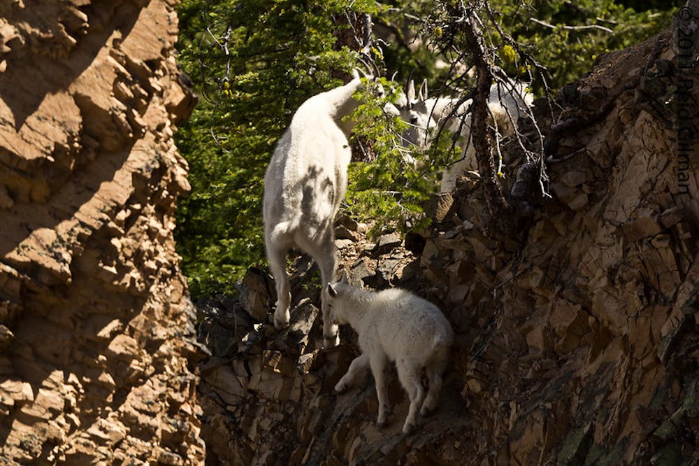 Mountain Goats on Bunsen Peak