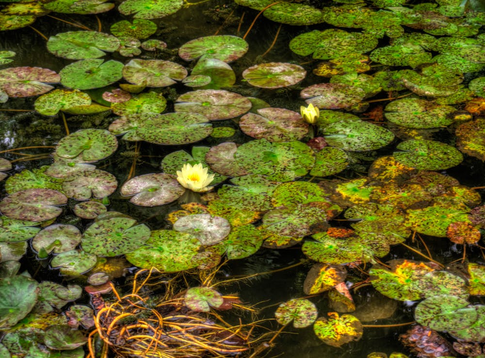 Water lilies at the Bois de Vincennes