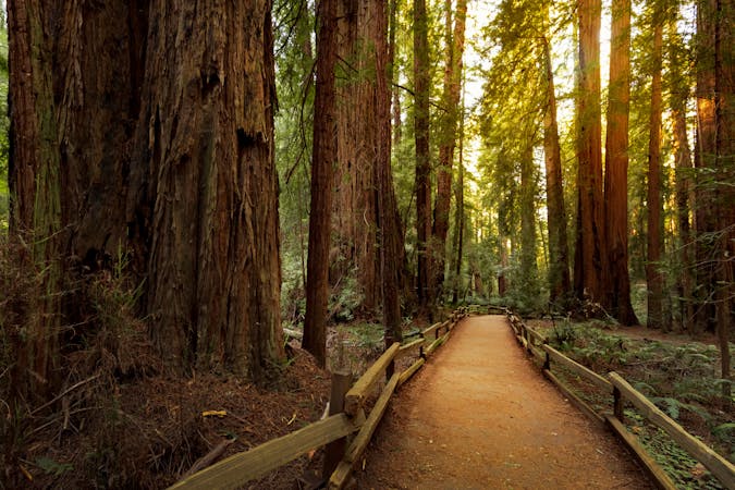 In the Land of Giants: Best Redwood Hikes near SF