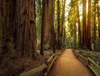 In the Land of Giants: Best Redwood Hikes near SF