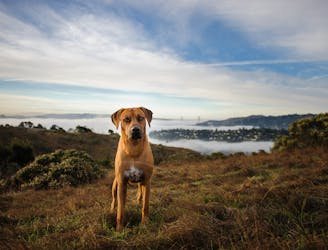 Dog-Friendly Hikes near San Francisco