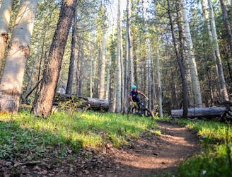 7 of the Best Mountain Bike Rides in Flagstaff