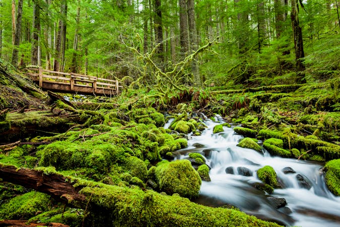 Discover the Incredible Diversity of Olympic National Park