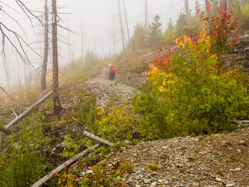 Fall colors in the fog.