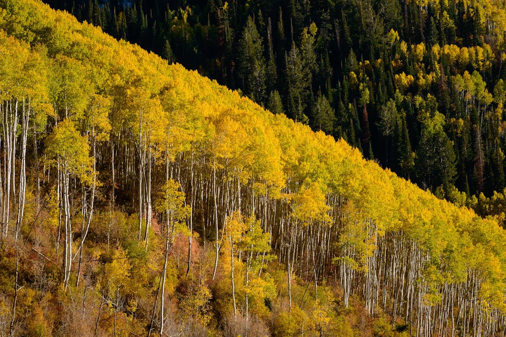Autumn aspens at the higher elevations
