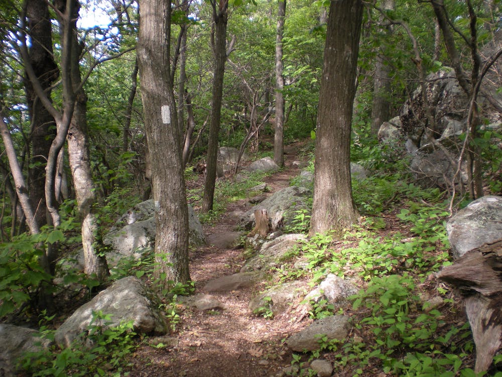 Appalachian Trail near Thunder Ridge