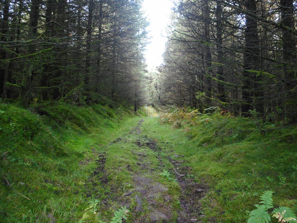 Un sentiero coperto di vegetazione che porta alla cima