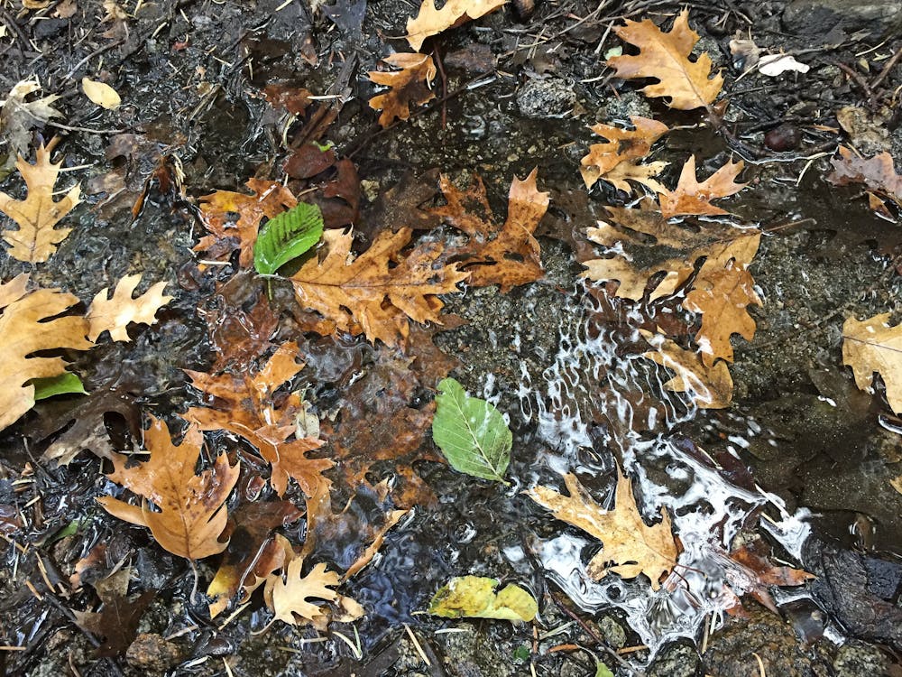 Autumn leaves in the spring-fed creek