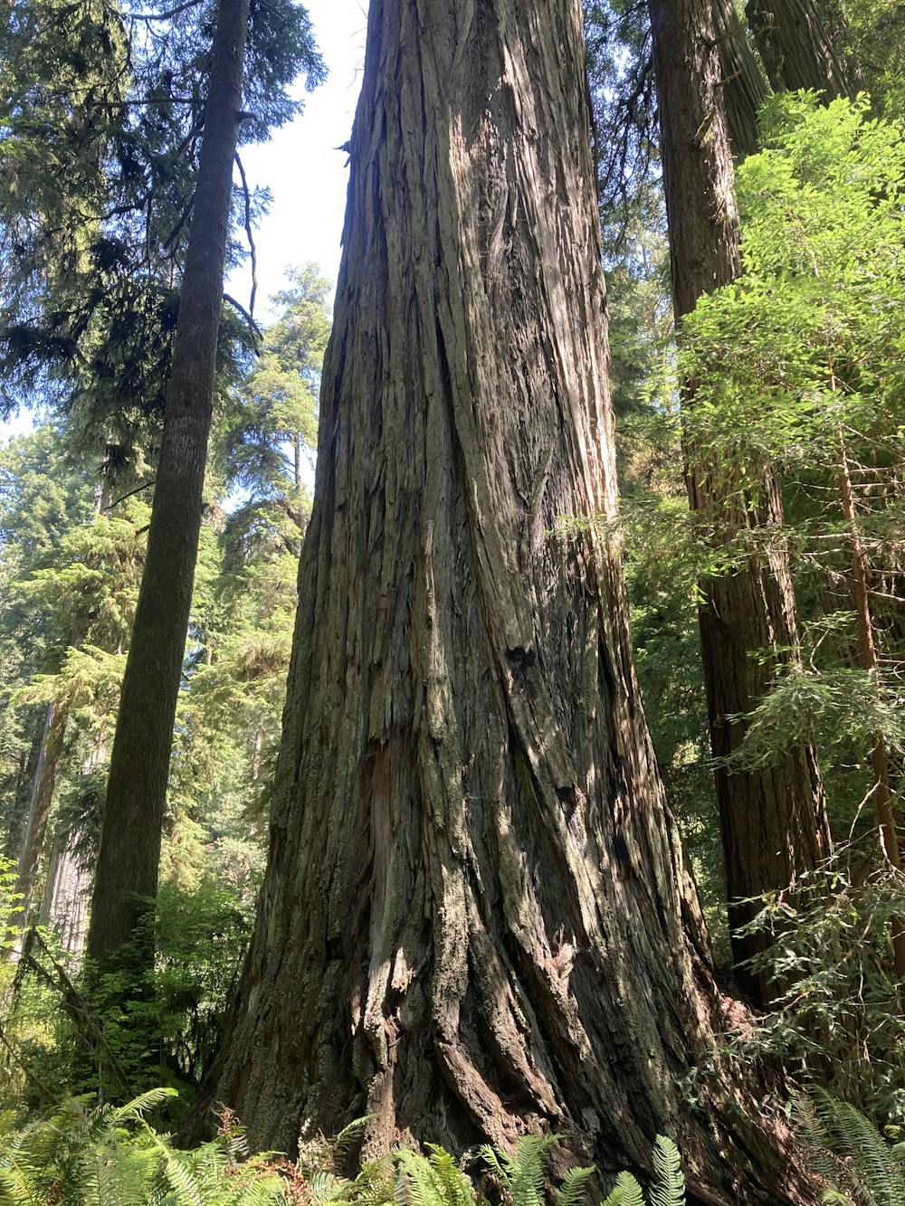 Photo from Simpson-Reed Redwood Grove