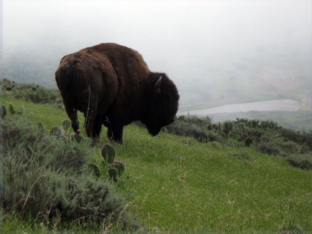 One of Catalina's wild bison