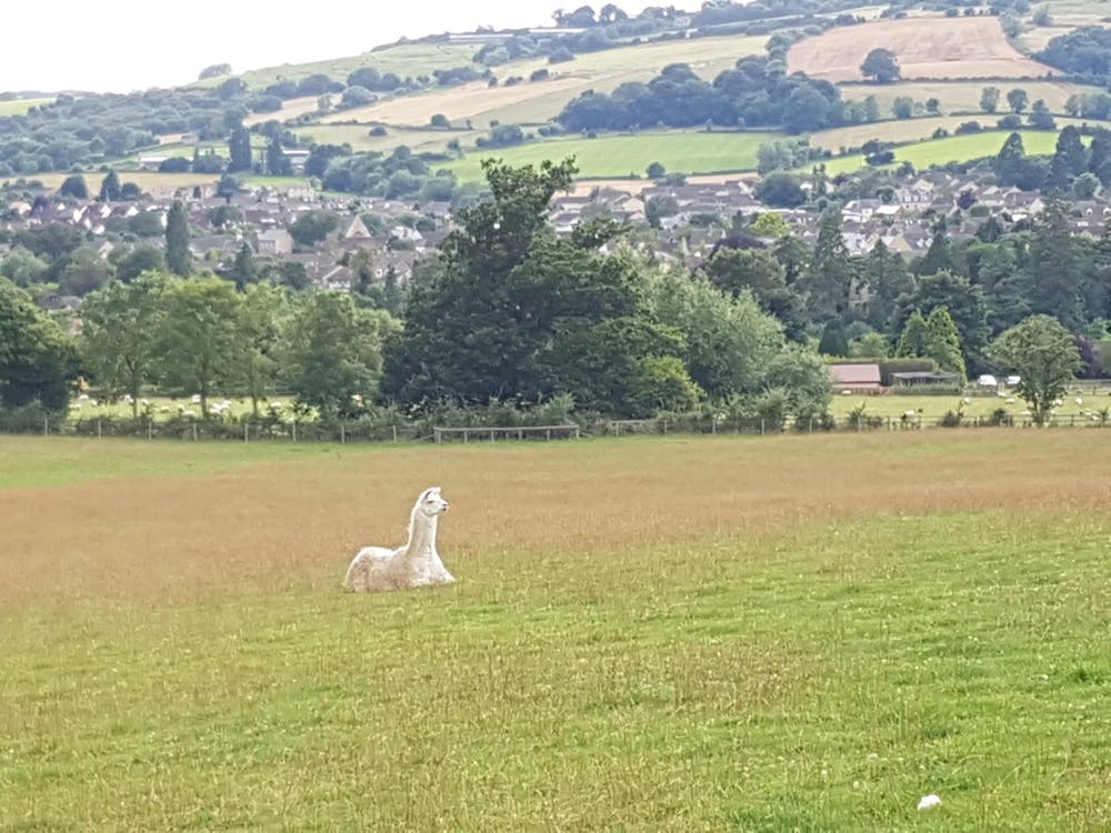 A friendly local llama in a field.