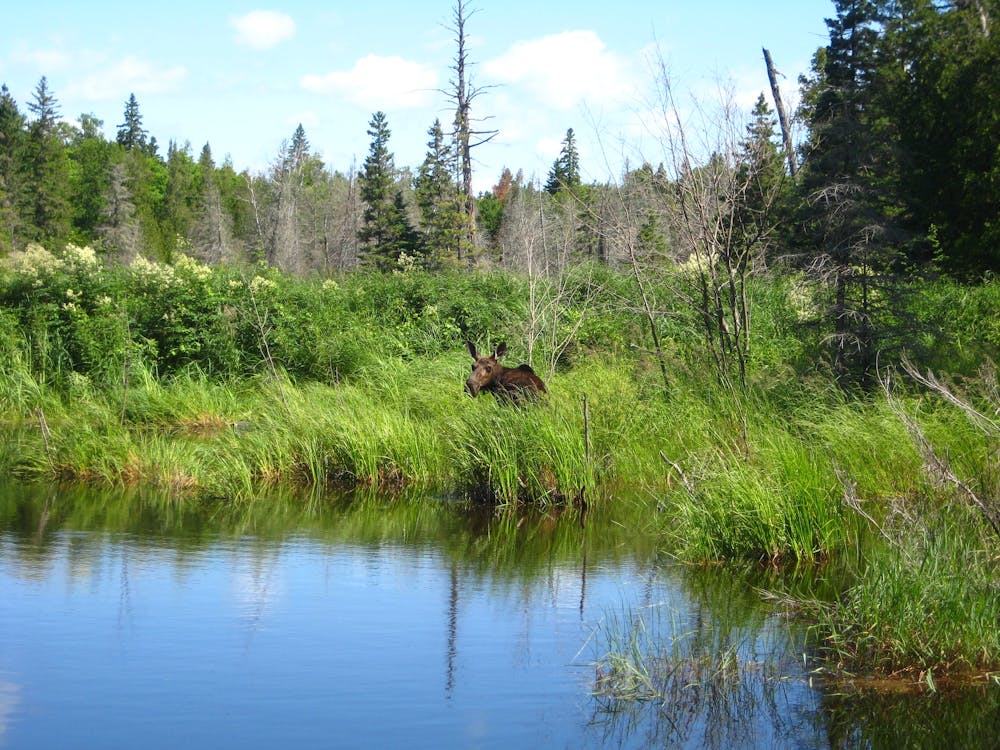 Moose on the Minong Ridge Trail