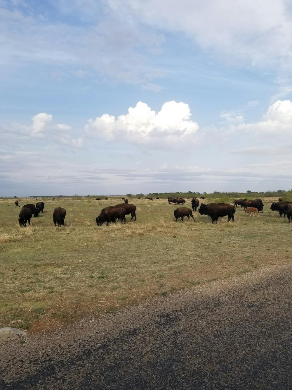 The Bison Herd