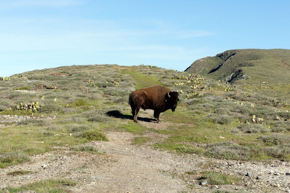 A bison near the trail
