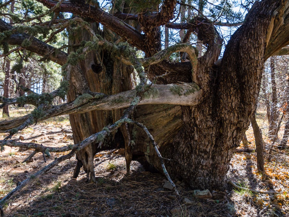 A very cool gnarly tree on the mesa top