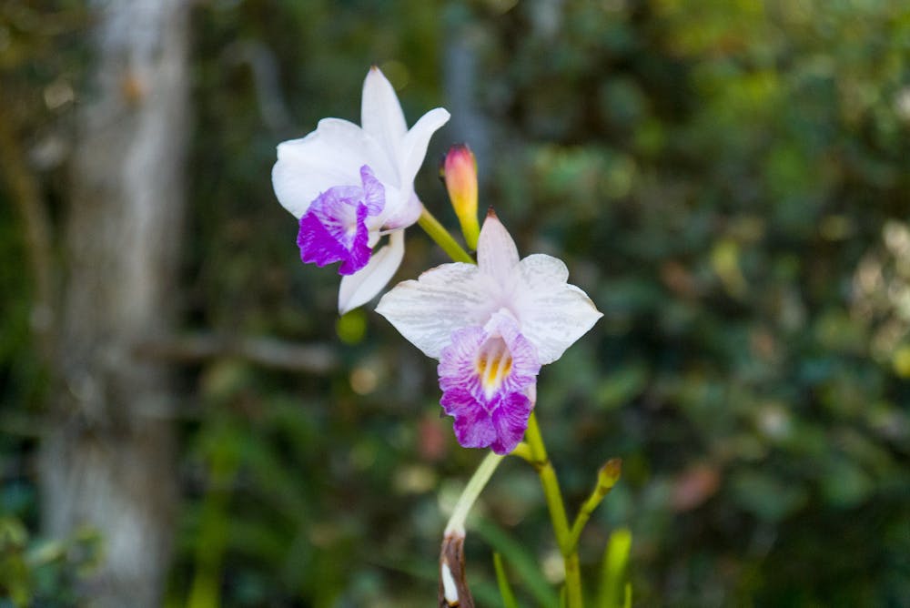 Hawai'i wild orchid