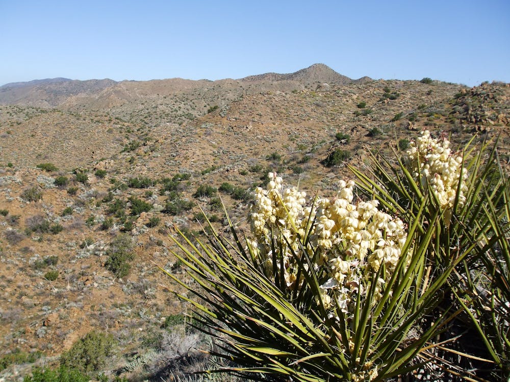 Blooming Yucca in the San Felipe Hills