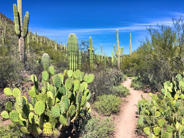 10 Best Sonoran Desert Hikes near Tucson, Arizona