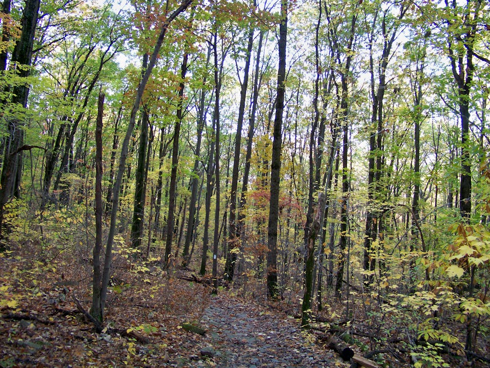 Mount Nittany Trail