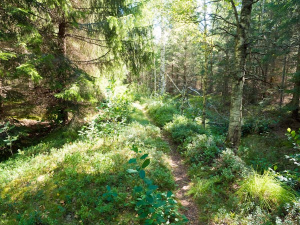 3 Classic Hiking Trails near Stockholm