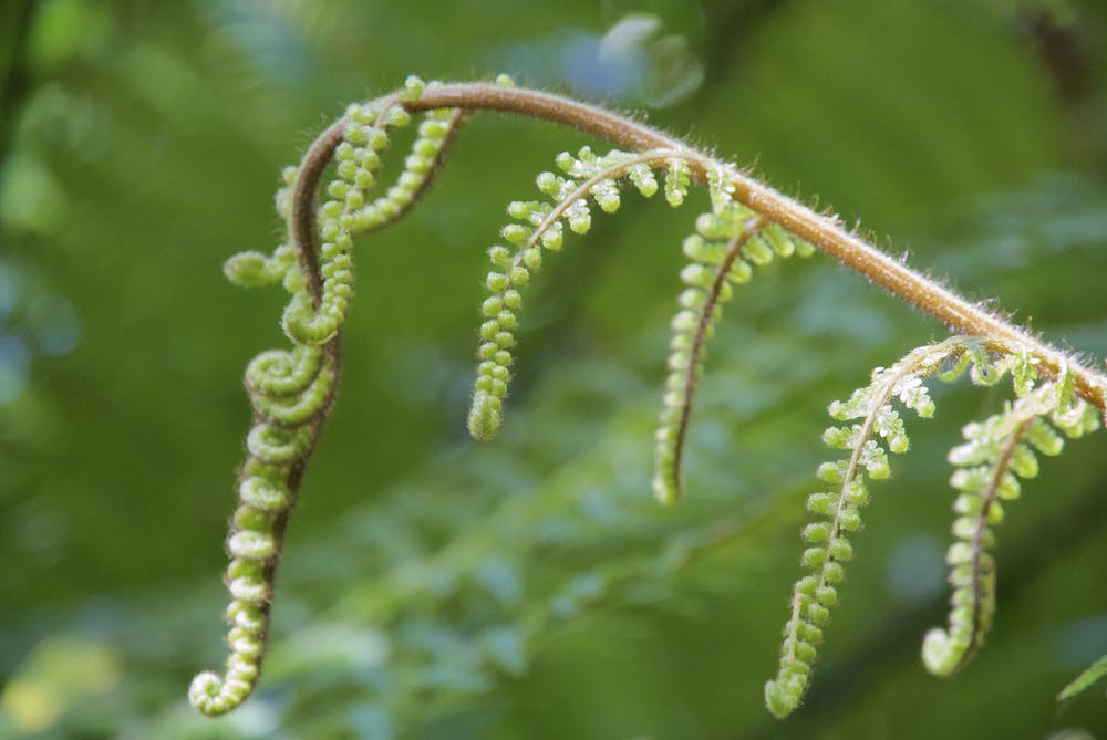 Swirly fern