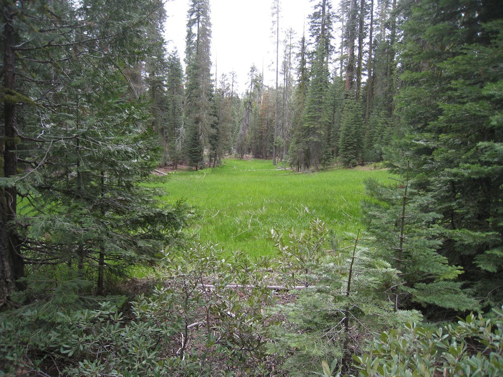 Conifers and meadow along the trail near Tamarack Flat