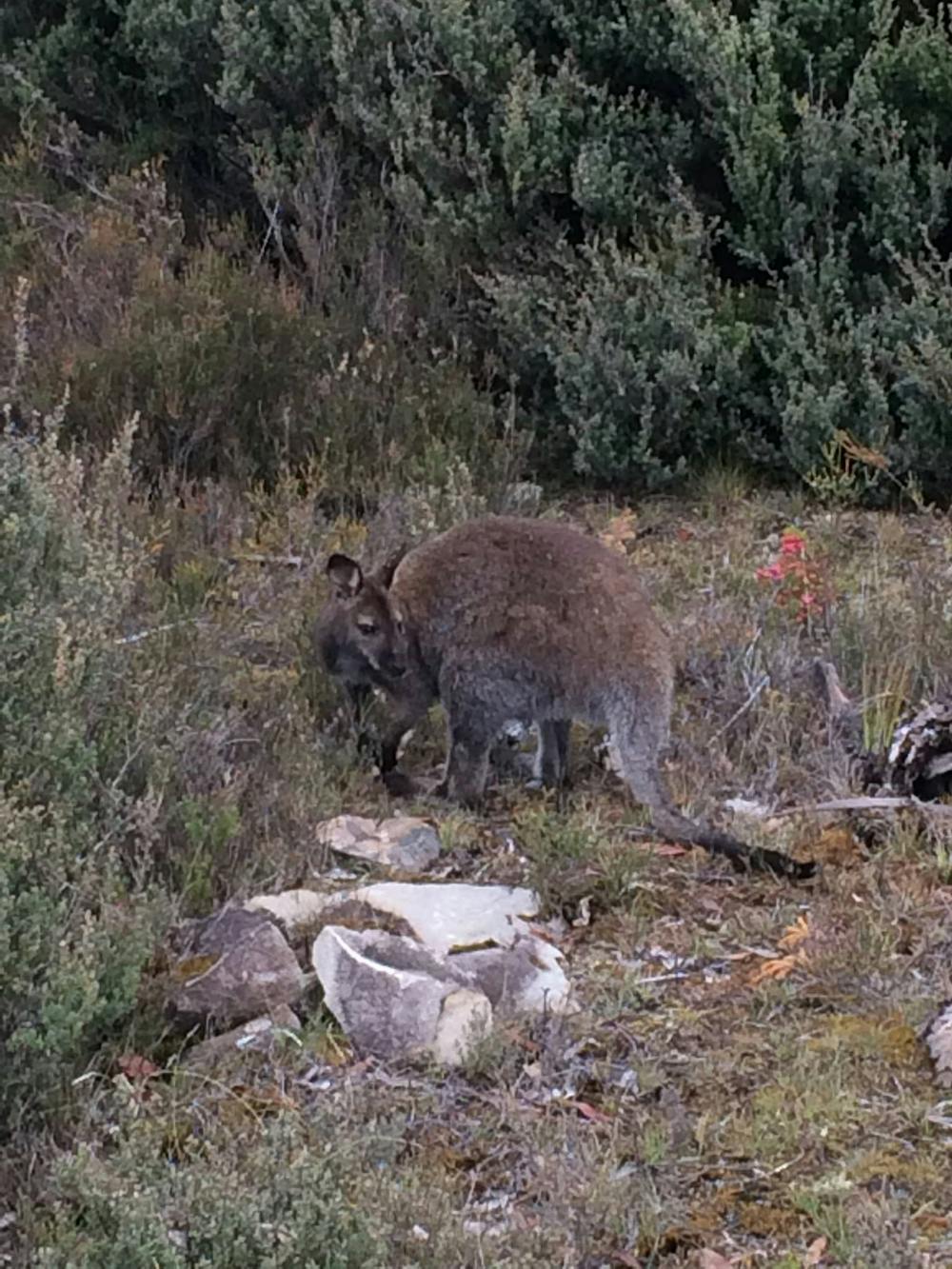 Wallabie from the trail