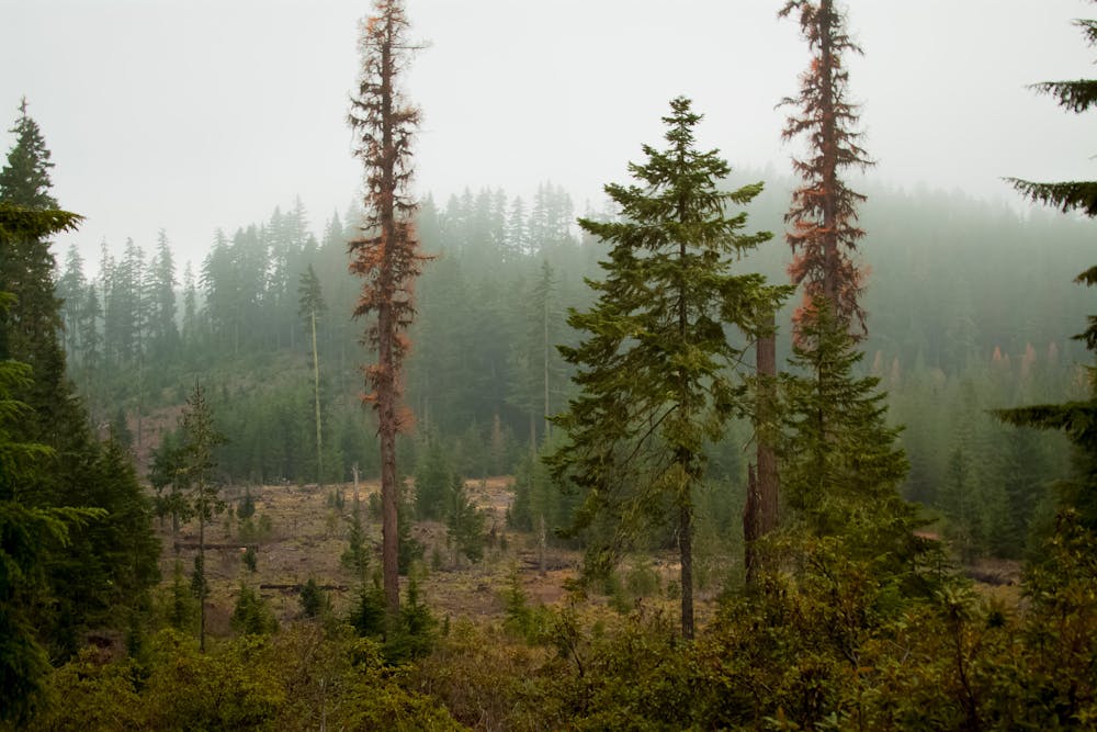 Foggy forest on the Warm Springs Reservation