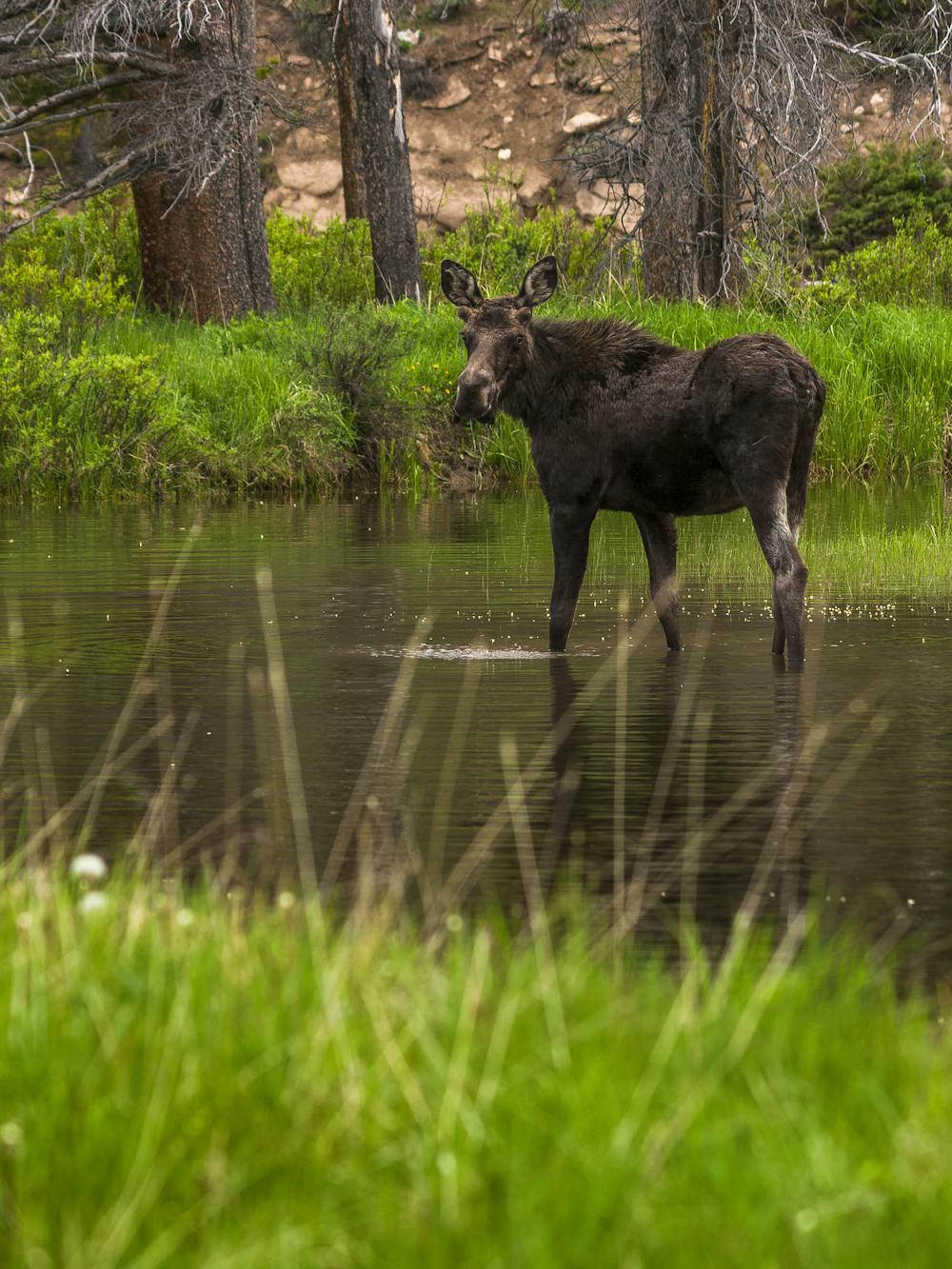 Moose at Willow Creek Pass