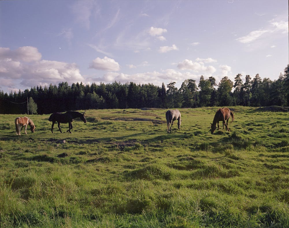 Horses in Landscape