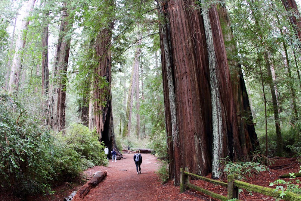 Redwood Loop Trail
