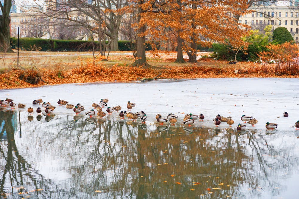 Flock of ducks on frozen Muddy river in Back Bay Fens Park in autumn