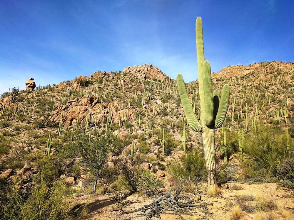 Cactus forest and rock formations