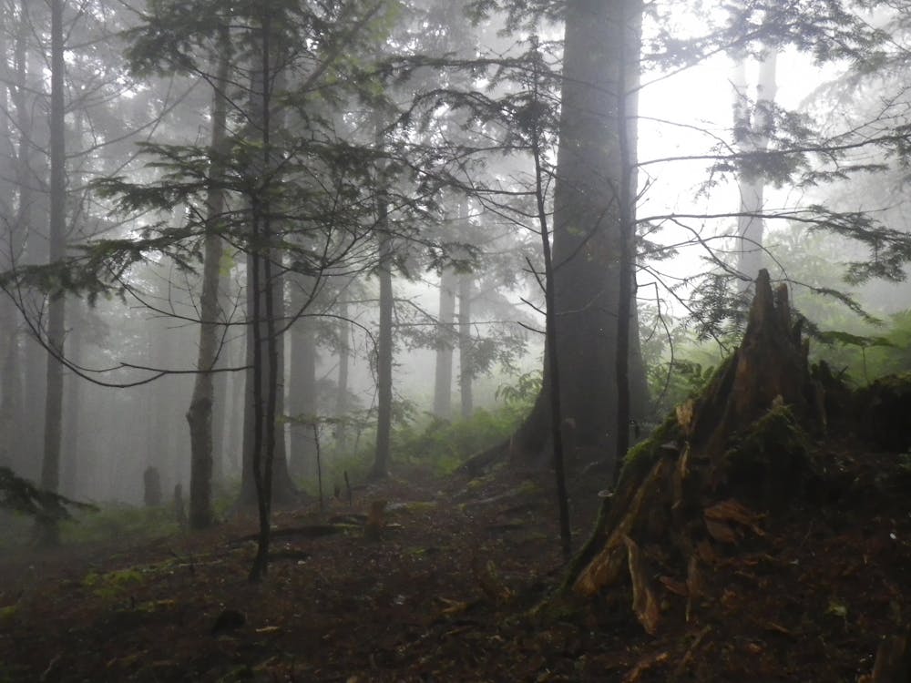 Fog-filled hemlock forest on Mt. Sterling