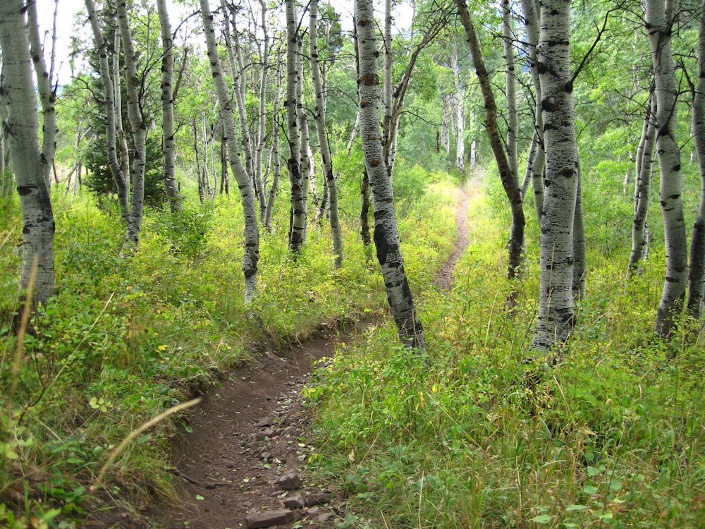 Section of trail through an aspen grove
