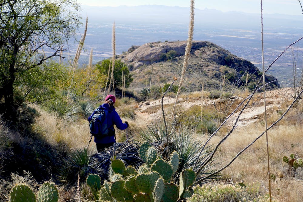 On the Tanque Verde Ridge Trail