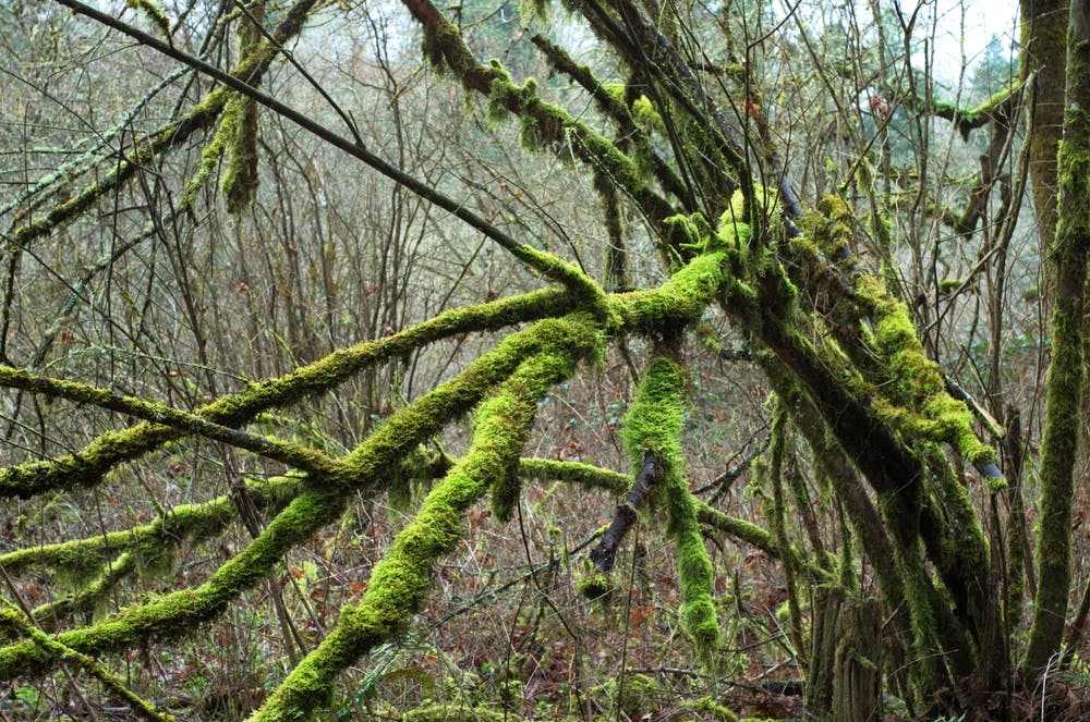 Mossy tree branches in a wetland area of the Burnt Bridge Creek Trail