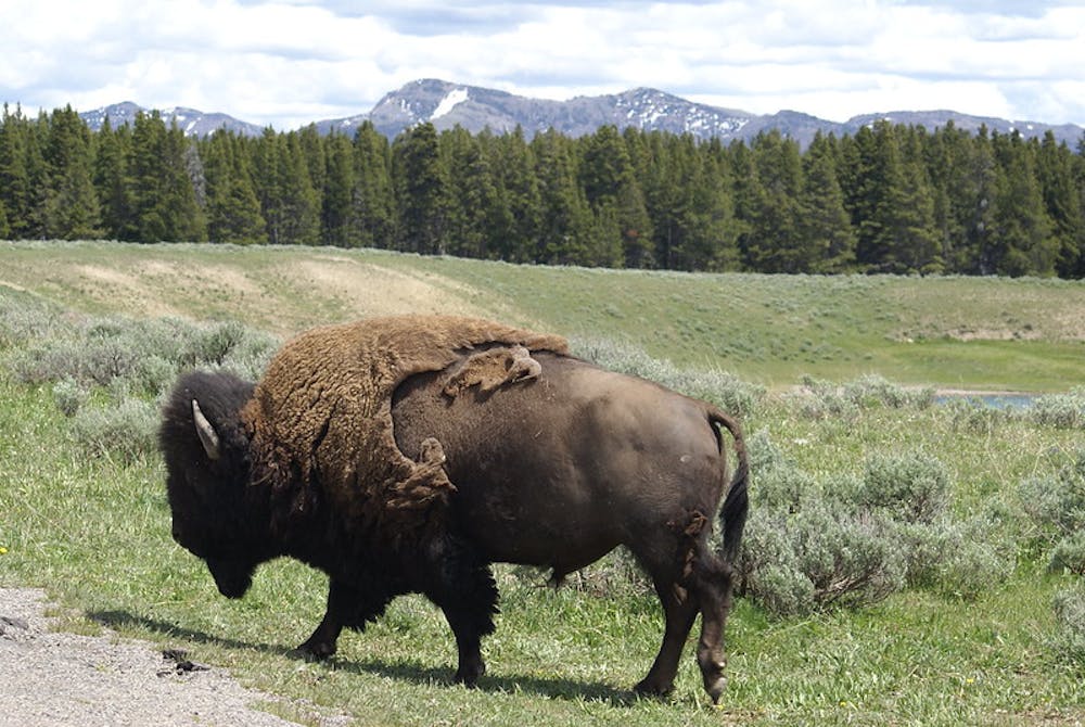 Buffalo Bison bison, Storm Point Trailhead, Lake Yellowstone, Yellowstone NP, Wyoming, USA
