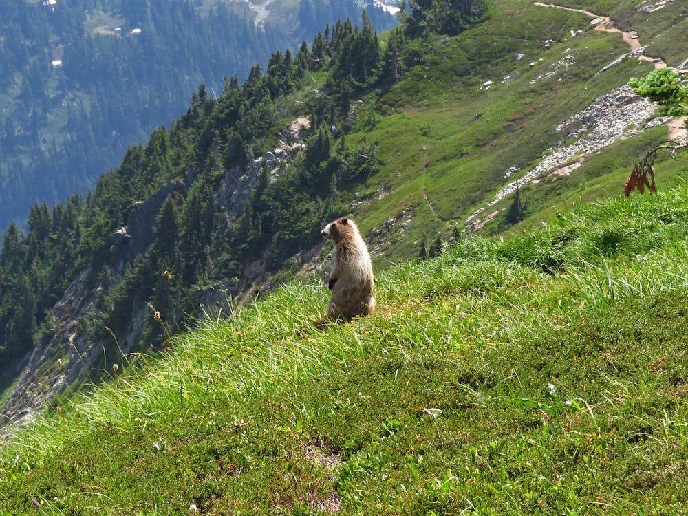 A marmot near Cascade Pass