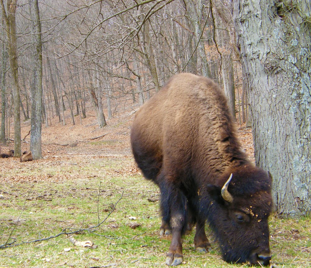 A huge buffalo grazing